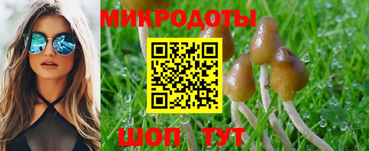 Псилоцибиновые грибы Psilocybe Великие Луки