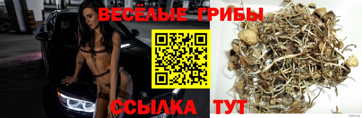 Галлюциногенные грибы Psilocybine cubensis  Вход с VPN  Псилоцибиновые грибы MAGIC MUSHROOMS  Великие Луки 
